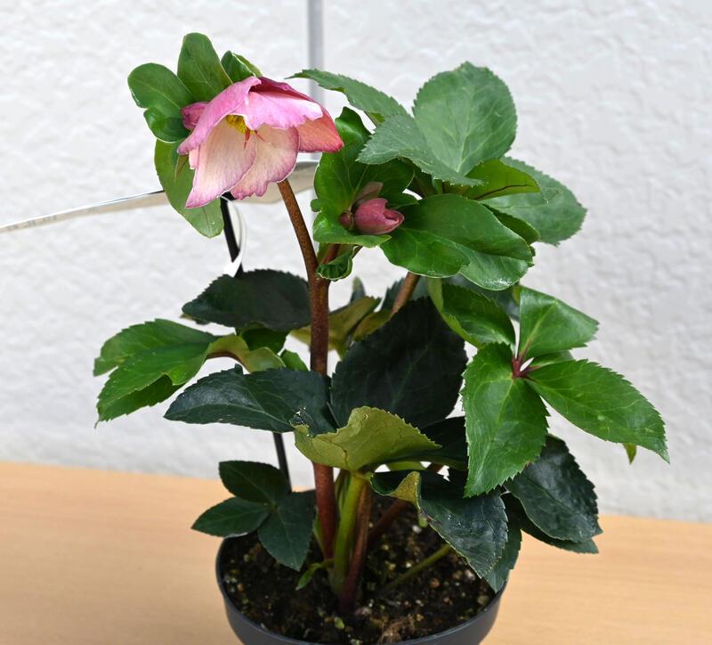 楽天市場】2025年12月～1月開花株クリスマスローズ Ice N' roses 氷の