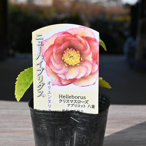 楽天市場】2023年新入荷苗 クリスマスローズ オリエンタリス