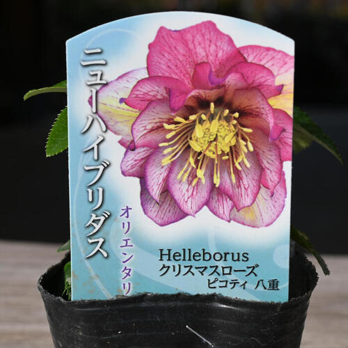 楽天市場】2023年新入荷苗 クリスマスローズ オリエンタリス ピコティ
