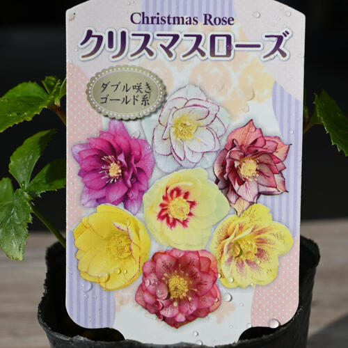 楽天市場】2023年新入荷苗 クリスマスローズ ダブル咲き ゴールド系