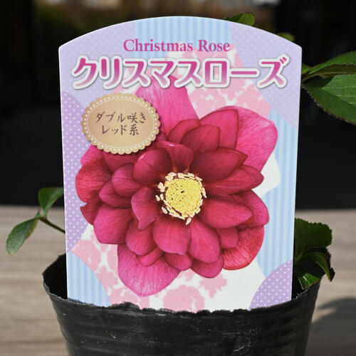 楽天市場】2023年新入荷苗 クリスマスローズ ダブル咲き レッド系