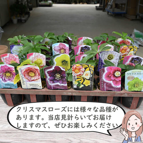 楽天市場】苗 クリスマスローズ 5種セット クリスマスローズ苗 色んな