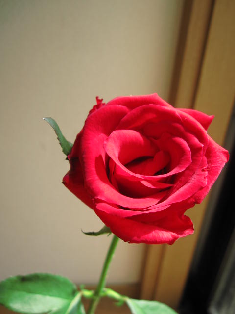 楽天市場】一輪のバラ : 園芸百貨店何でも揃うこぼんさい