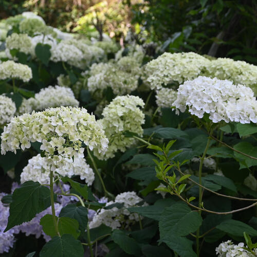 楽天市場】アメリカ紫陽花アナベル2026年開花終了苗お買い得アナベル