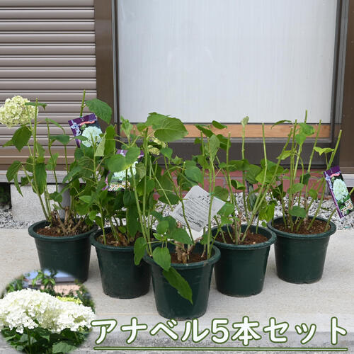 楽天市場】アメリカ紫陽花アナベル2026年開花終了苗お買い得アナベル