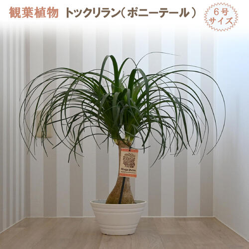 トックリラン 観葉植物」の人気商品一覧 | 安い商品を通販サイトから