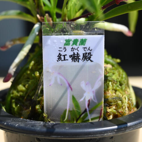 楽天市場】2025年NEW 現品 富貴蘭 紅赫殿 鉢植え 風蘭 プラ鉢入り
