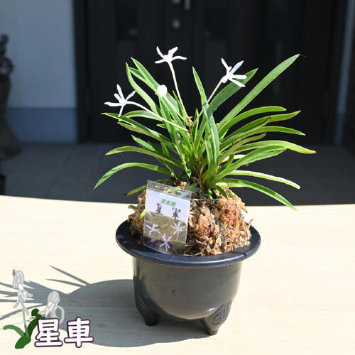 楽天市場】富貴蘭（花・観葉植物｜花・ガーデン・DIY）の通販