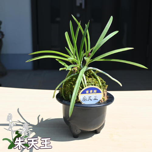 楽天市場】2025年NEW 現品 富貴蘭 朱天王 鉢植え 風蘭 プラ鉢入り