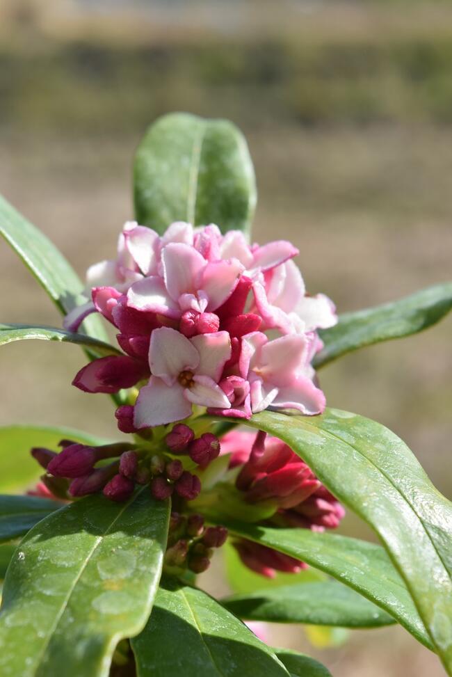 楽天市場】沈丁花苗2月から3月開花【沈丁花 赤花】沈丁花赤花大苗6号