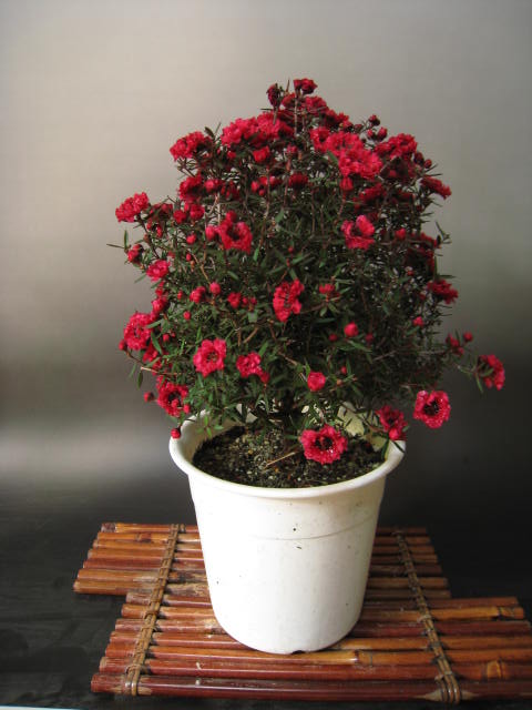 楽天市場】魚柳梅(ギョリュウバイ) 赤八重咲きポット入り : 園芸百貨店