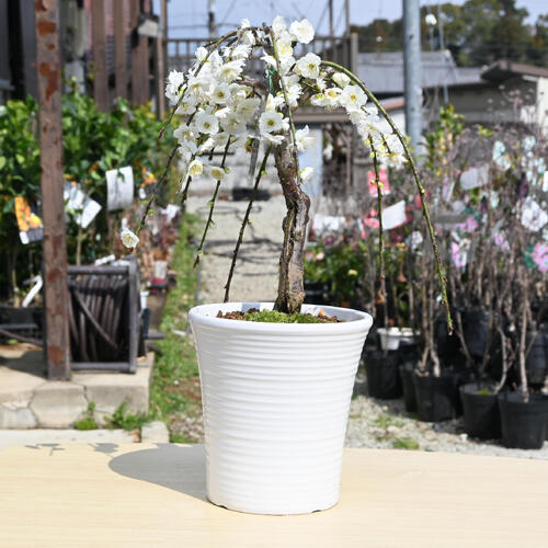 楽天市場】11月下旬からの発送となります。かわいい白の枝垂れ梅2026年