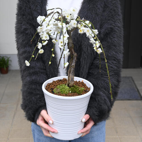 楽天市場】11月下旬からの発送となります。かわいい白の枝垂れ梅2026年