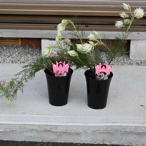 楽天市場】セルリア苗セルリアブラッシングブライド ホワイト苗