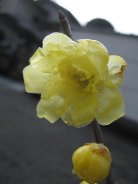 楽天市場】2026年2月から3月頃開花の蝋梅苗 ロウバイ大苗 梅蝋梅 満月