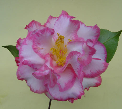 楽天市場】高級椿 【庭木】 【外国ツバキ】【椿】 ベティ シェー