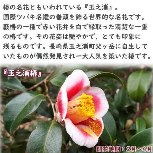 楽天市場】玉の浦椿 鉢植え 花鉢 玉之浦 ツバキ 椿 挿し木 : 園芸