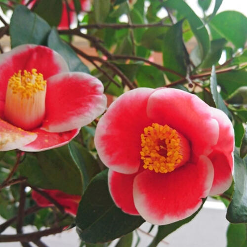 楽天市場】玉の浦椿 鉢植え 花鉢 玉之浦 ツバキ 椿 挿し木 : 園芸