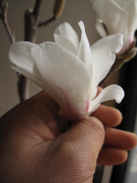 楽天市場】お花から香りが楽しめる花木 2026年3月～4月開花の花芽確認