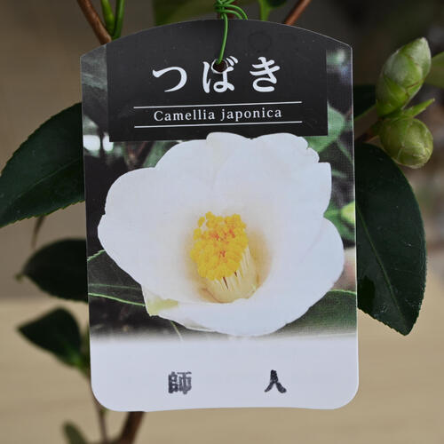 楽天市場】2026年2月～4月開花苗 椿 師人 もろひと もろびと 苗木 一重