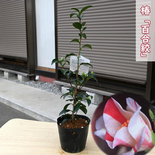 楽天市場】2026年3月～4月開花苗 椿 百合絞 苗木 ゆりしぼり 一重咲き