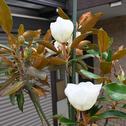 楽天市場】とても大きいサイズ180センチ前後2024年希少大きいサイズ