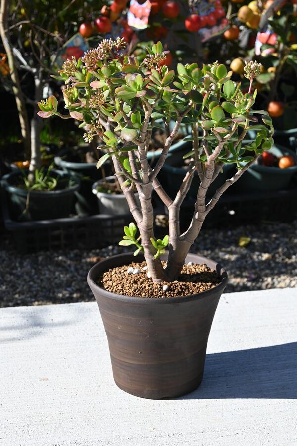 楽天市場】お金のなる木2026年は大きい金のなる木 鉢植え 花月 縁起物