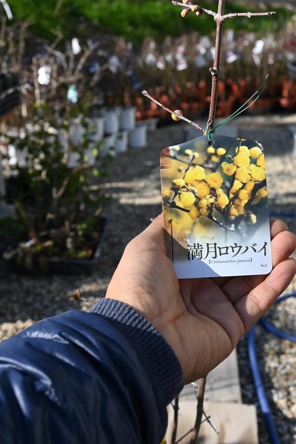 楽天市場】2026年2月から3月に接ぎ木3年5号満月狼狽苗木冬にいい香り