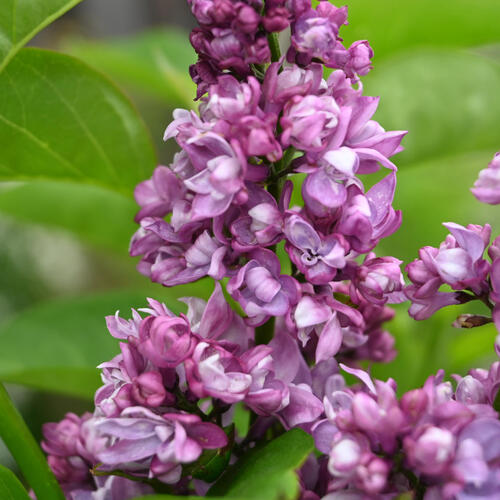 楽天市場】ライラック苗ライラック苗木2026年4月開花苗庭木 落葉樹