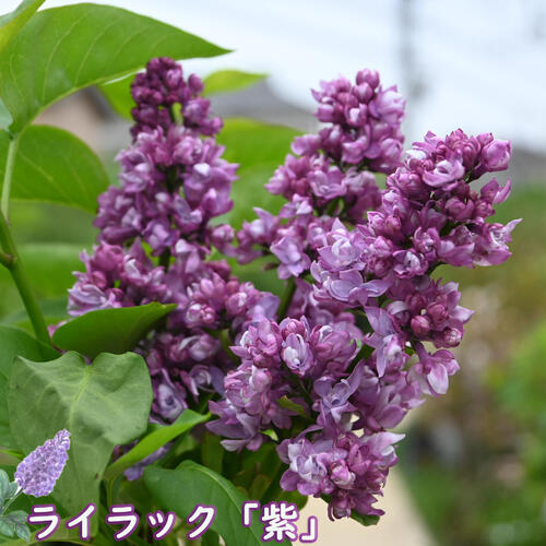 楽天市場】ライラック苗ライラック苗木2026年4月開花苗庭木 落葉樹
