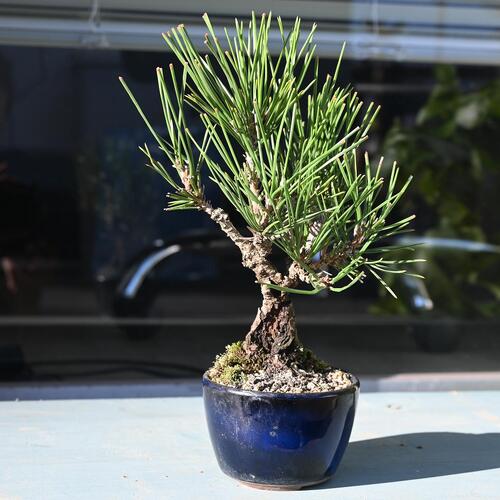 楽天市場】2026年NEWミニ盆栽錦松盆栽 本格 黒松 盆栽 高さ約15センチ