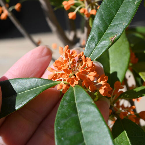 楽天市場】キンモクセイ2026年プレゼント10月～11月に開花秋の香りを