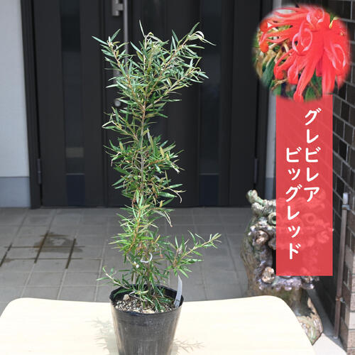 楽天市場】2026年NEW グレビレアビッグレッド 苗 オージープランツ