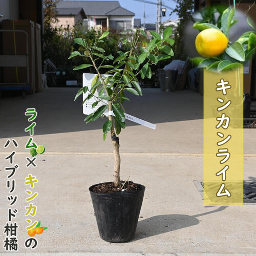 楽天市場】NEW 果樹 キンカンライム 苗木 柑橘 ライム : 園芸百貨店