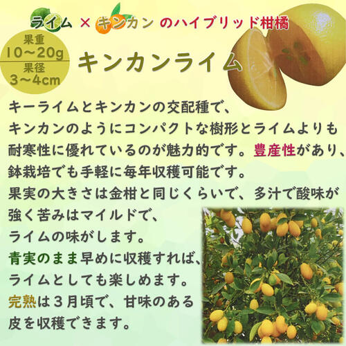 楽天市場】NEW 果樹 キンカンライム 苗木 柑橘 ライム : 園芸百貨店