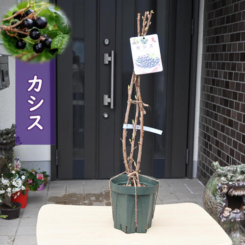 楽天市場】果樹 カシス 苗木 黒すぐり 別名ブラックカーラント : 園芸