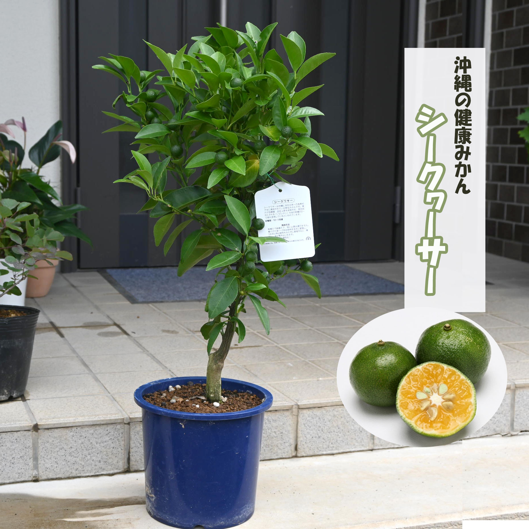 楽天市場】2025年4月開花シークワーサー 苗 プラ鉢入りシークヮーサー