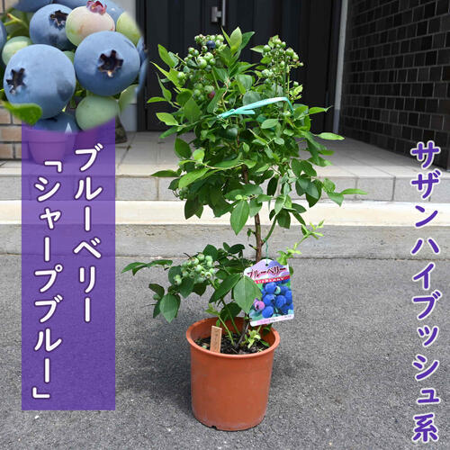 楽天市場】ブルーベリー シャープブルー 苗木 果樹 サザンハイブッシュ