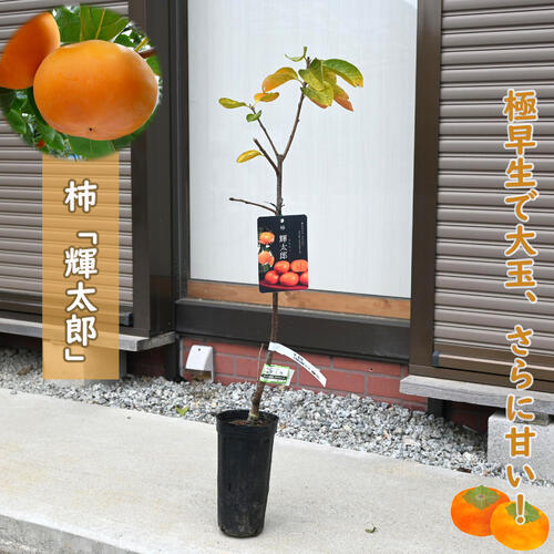 楽天市場】予約商品2025年11月より発送NEW 柿 輝太郎 苗木 PVP 早生 甘