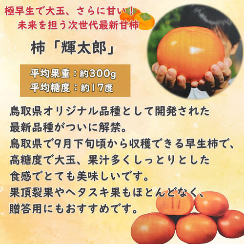 楽天市場】予約商品2025年11月より発送NEW 柿 輝太郎 苗木 PVP 早生 甘