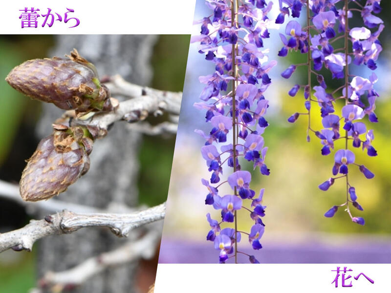 楽天市場】お買い物マラソンx2ポイントアップ育てる藤苗2026年4月に