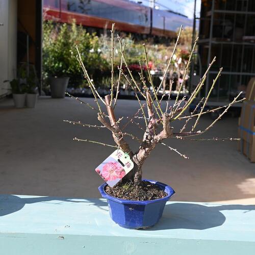 楽天市場】6号サイズ2025年開花 未開紅梅盆栽向け梅梅盆栽ミニ梅の