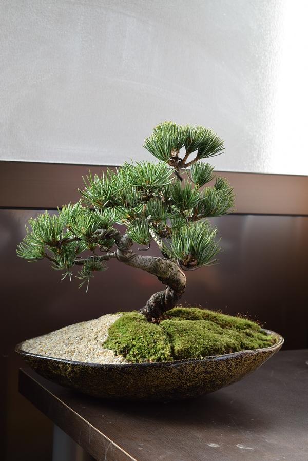 楽天市場】五葉松盆栽【盆栽】樹齢10年もの 樹形のかっこいい盆栽です