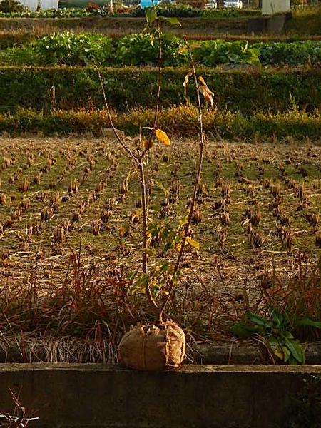 楽天市場】2026年2月から3月頃開花の蝋梅苗 ロウバイ大苗 梅蝋梅 満月