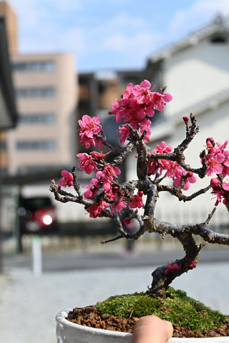 楽天市場】緋梅盆栽紅梅花梅盆栽お祝いのプレゼントに紅梅盆栽2022年2
