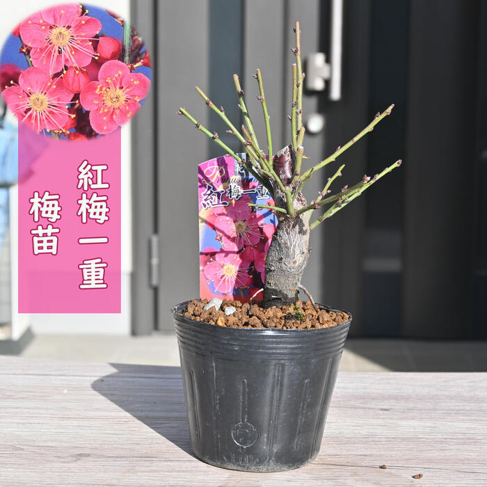 楽天市場】2026年花芽有り 梅苗 紅梅 一重咲き ポット苗 花梅 鉢植盆栽