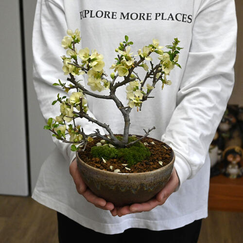 楽天市場】2025年4月中旬開花 長寿梅 白花 盆栽 一重咲き 花物盆栽