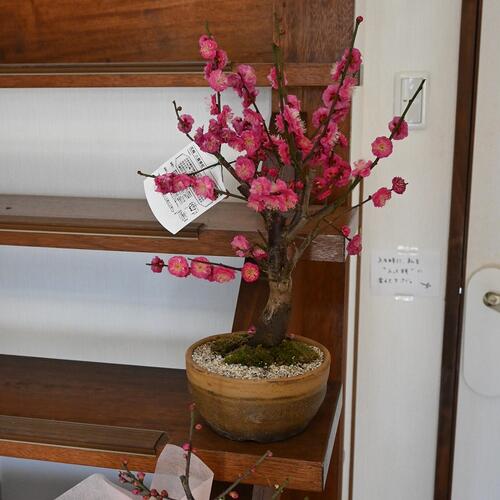 楽天市場】ウメ盆栽【2026年2月開花】八重寒紅梅 鉢植え梅盆栽 紅梅