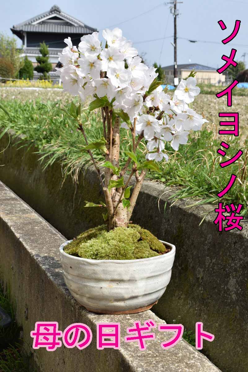 楽天市場】プレゼントにギフト自宅でサクラのお花見桜盆栽2026年4月の