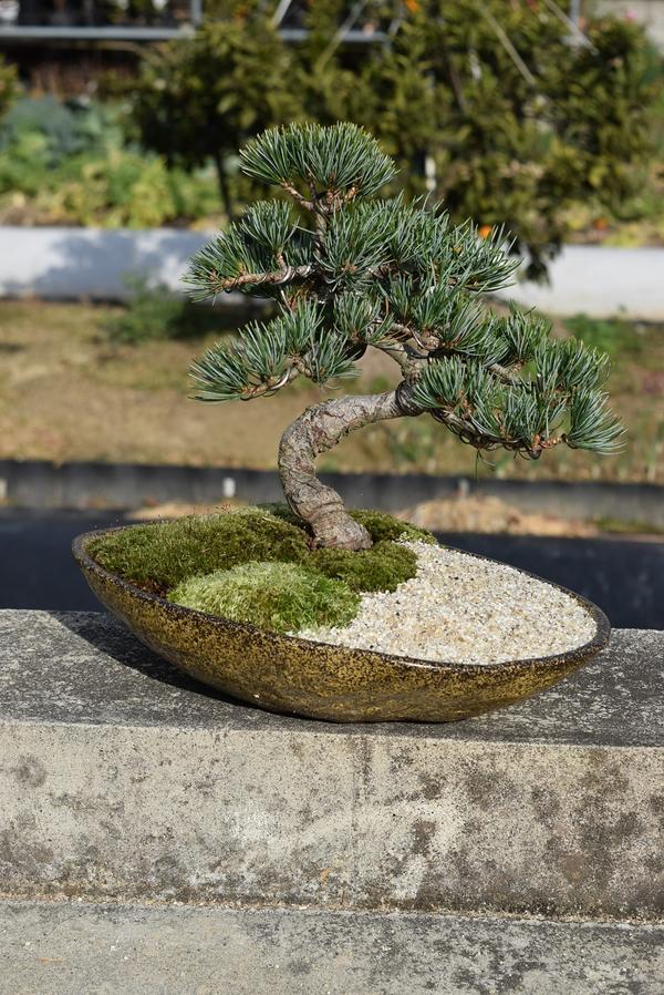 楽天市場】五葉松盆栽【盆栽】樹齢10年もの 樹形のかっこいい盆栽です